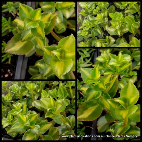 Crassula sarmentosa Yellow Stripe x 1 Rare Reverse Showy Trailing Jade Succulents Plants Rockery Hanging Baskets Variegata Variegated Patio Balcony Pot medio picta variegata